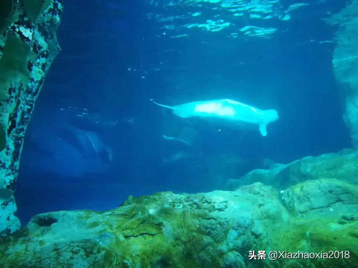 珠海长隆海洋王国一日游攻略路线,珠海长隆海洋王国一日游攻略图文