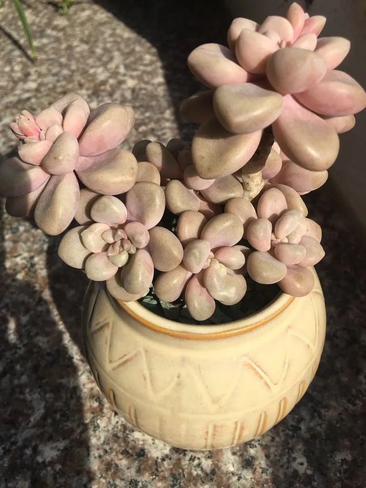 五颜六色的透明多肉,颜色超好看的多肉