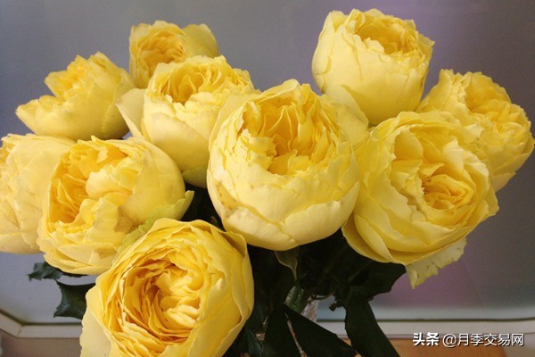 黄金庆典和果汁阳台月季哪个好,10种最经典的切花月季品种