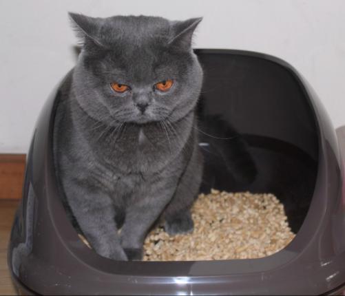 618养猫好物,养猫好物大全集