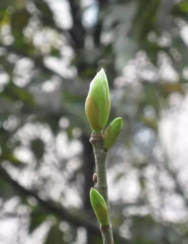 造型极美的盆景一起来欣赏,一组风吹出来的盆景欣赏动感十足