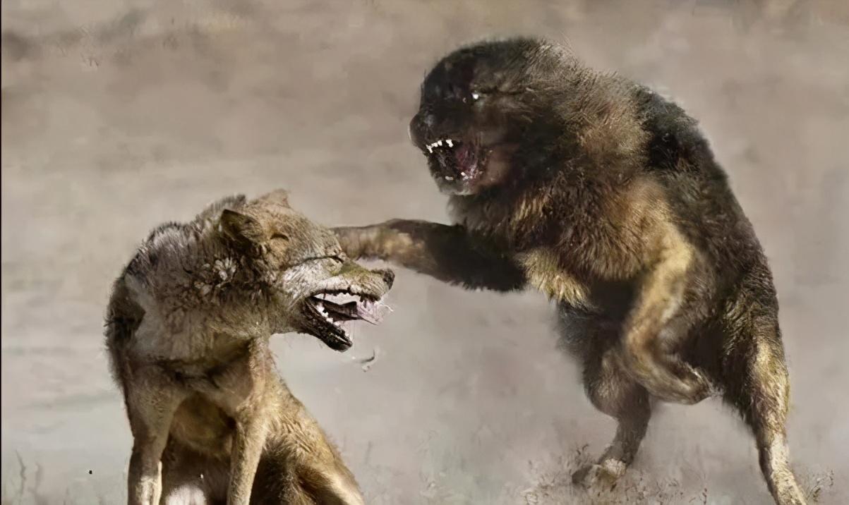 一只狗养了17年死前跟主人道别,老狗临死感人瞬间