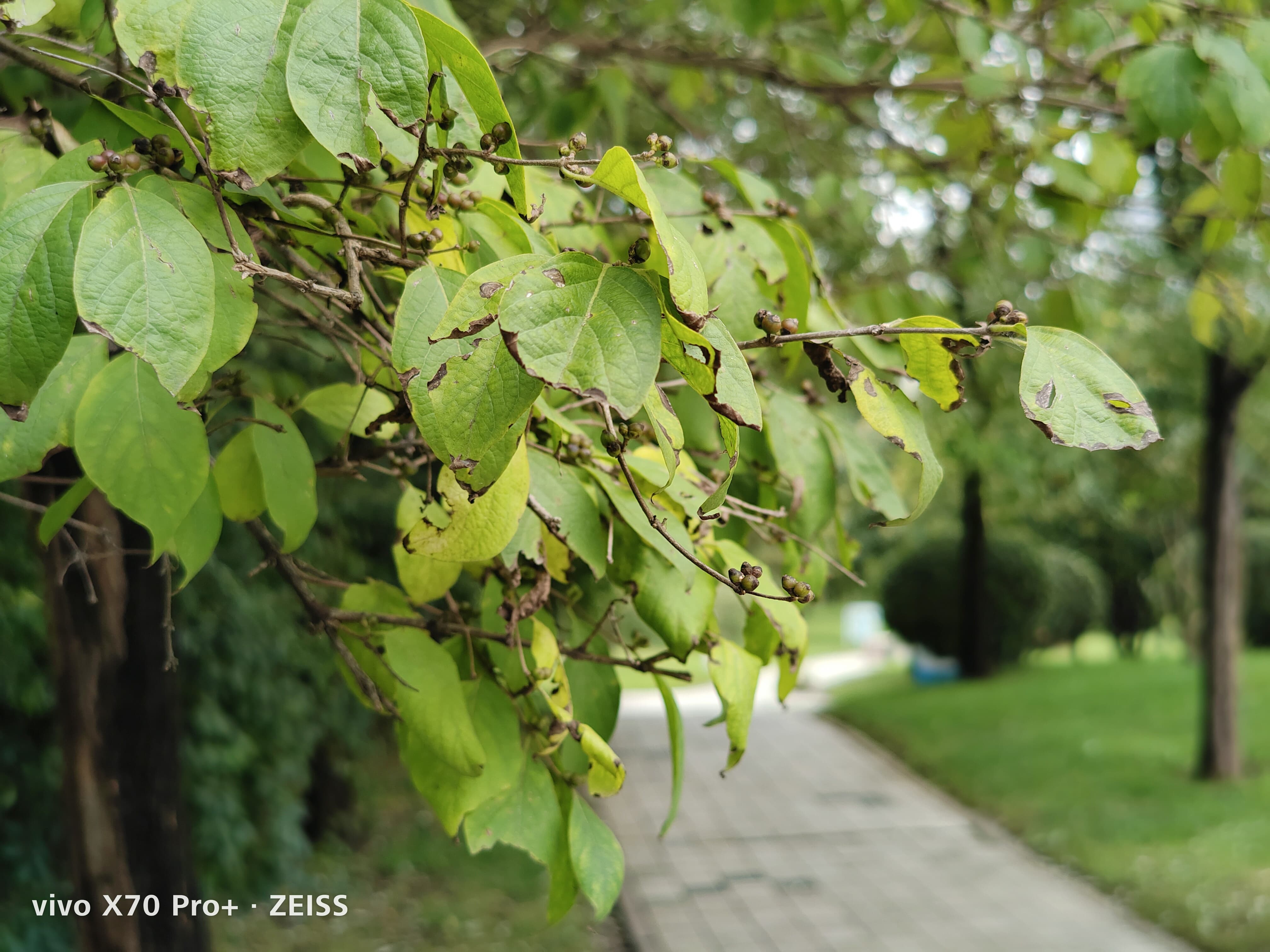 vivox70pro+双扬声器音质评测,vivox80pro天玑版评测