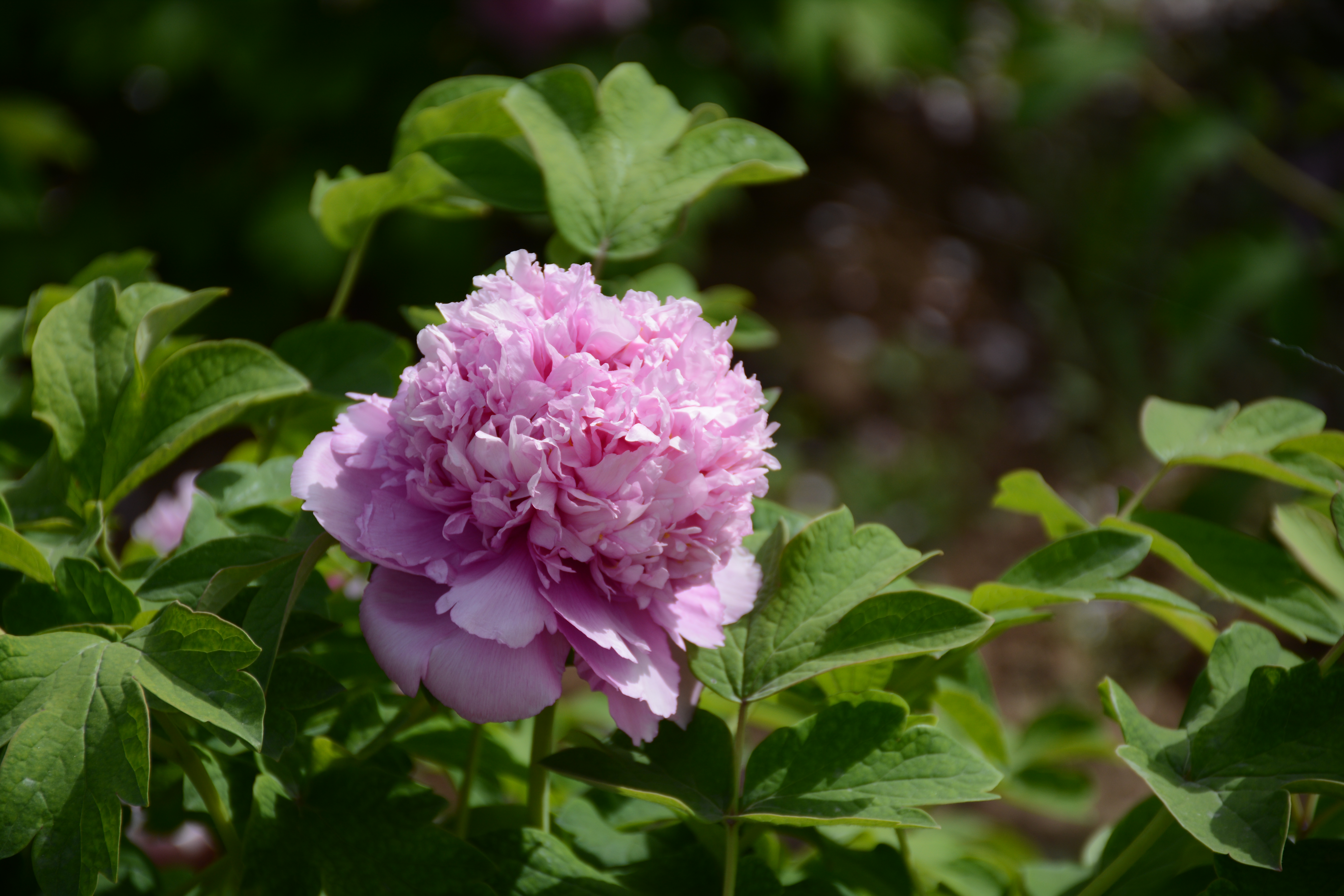 牡丹，熟悉而陌生——“花王”的前世今生，带你重新认识牡丹