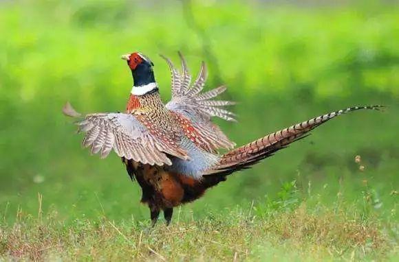 为什么下山野鸡不能追,下山野鸡为什么不能追