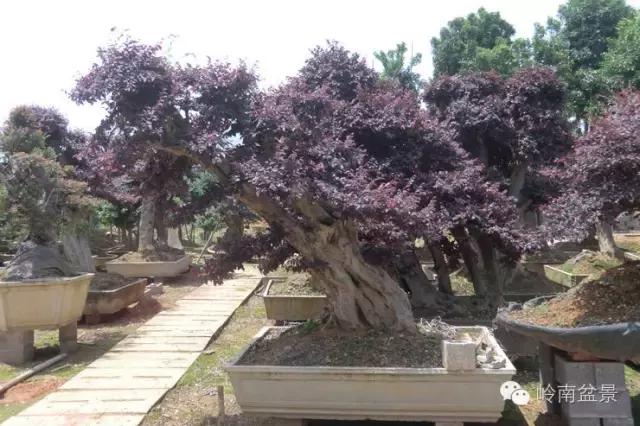 檵木小老桩盆景,檵木盆景图片大全