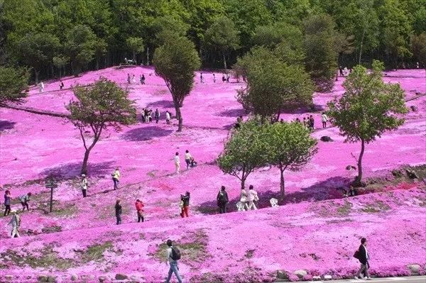 北海道赏樱住宿,北海道赏樱手册