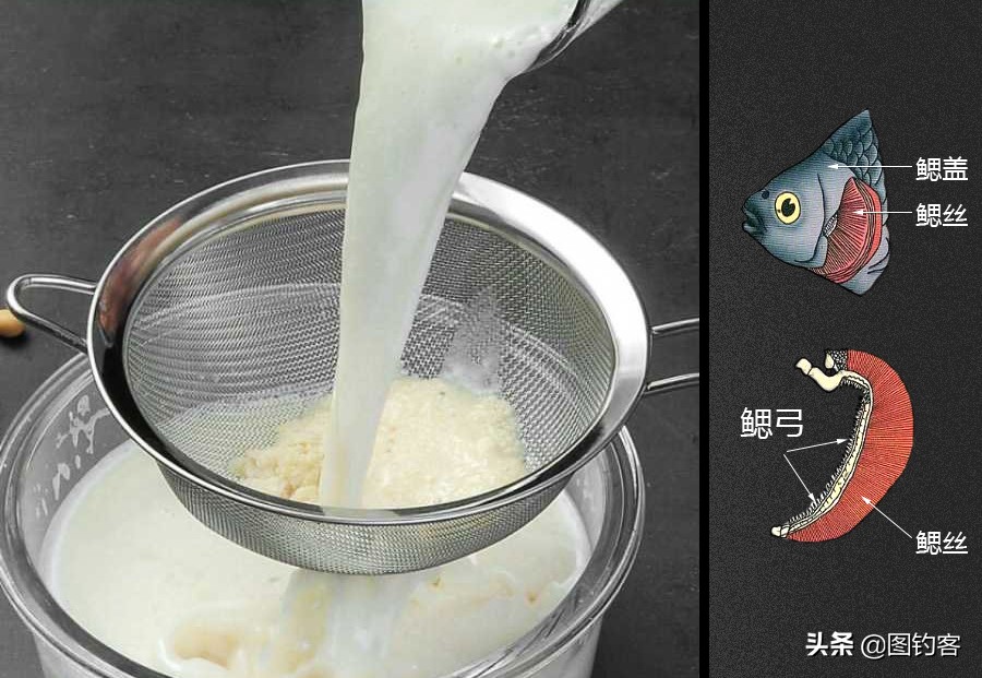 淡水中的汽水鱼,淡水汽水鱼有哪些