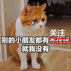 猫咪即将去世找主人,猫咪即将离世和主人告别