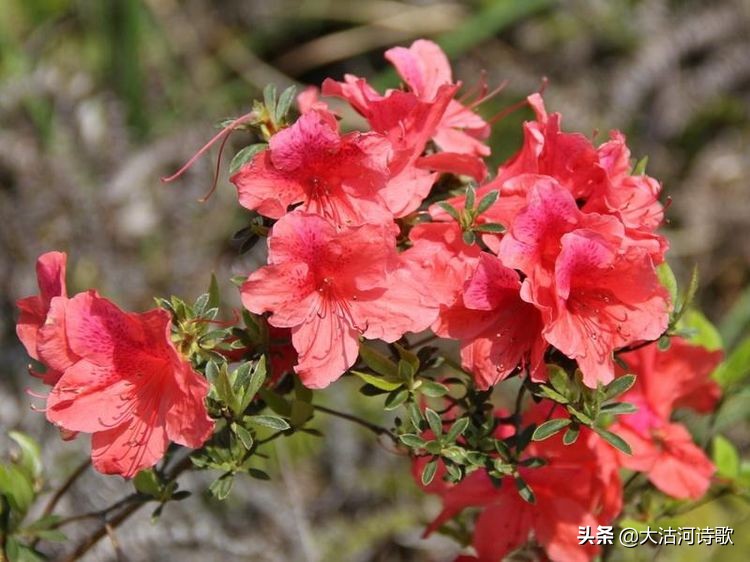 致敬中国英烈诗词,纪念先辈缅怀英烈的诗句