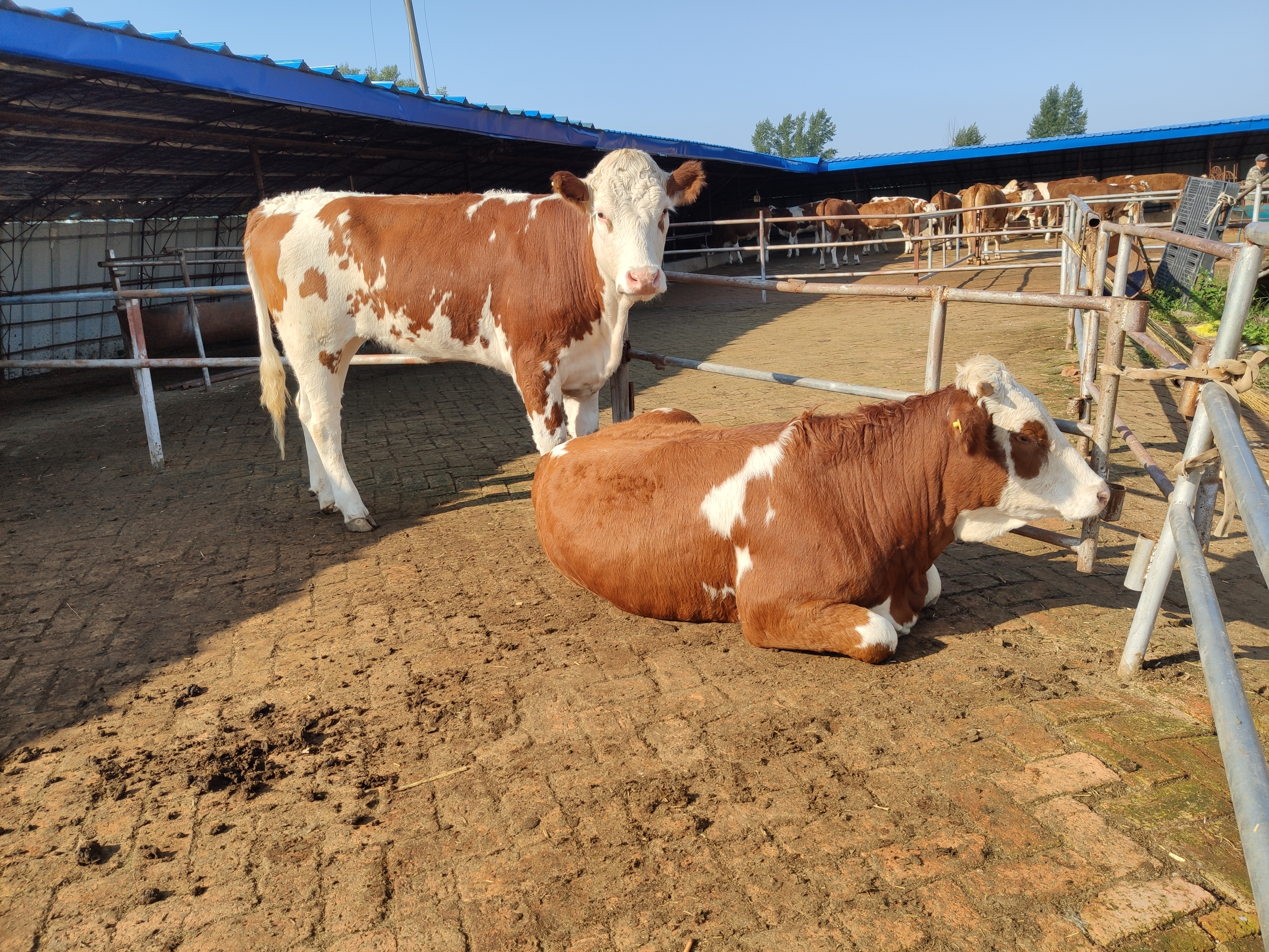 养牛人青储料,养牛人必须要知道的知识