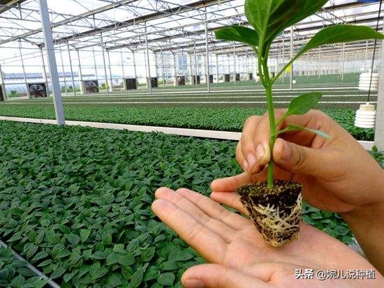 果树蔬菜生根壮根配方，见效快，扎根稳，不伤根，7天根深叶茂