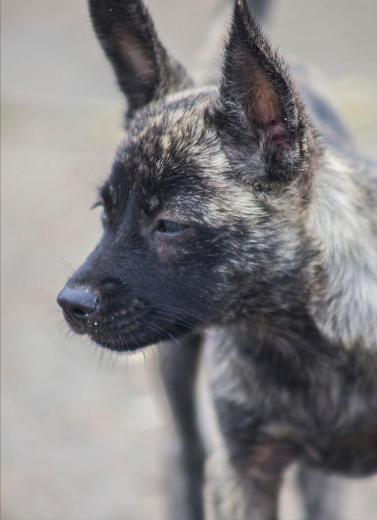 老狗临死前跑到野外和主人告别,养了16年的狗临终前跟主人告别