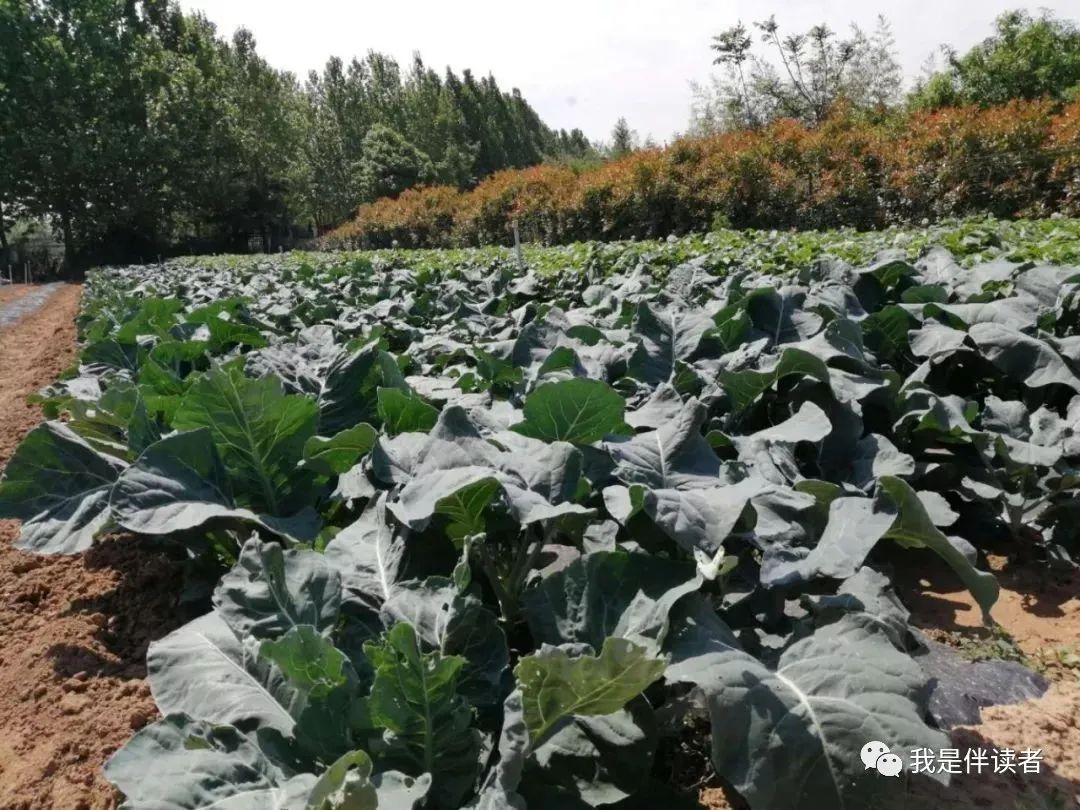 中原区公立幼儿园,郑州市中原区私立幼儿园怎么报名