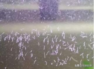 鱼缸里的蛋白虫对人体有害么,鱼缸蛋白虫和涡虫的危害和防治
