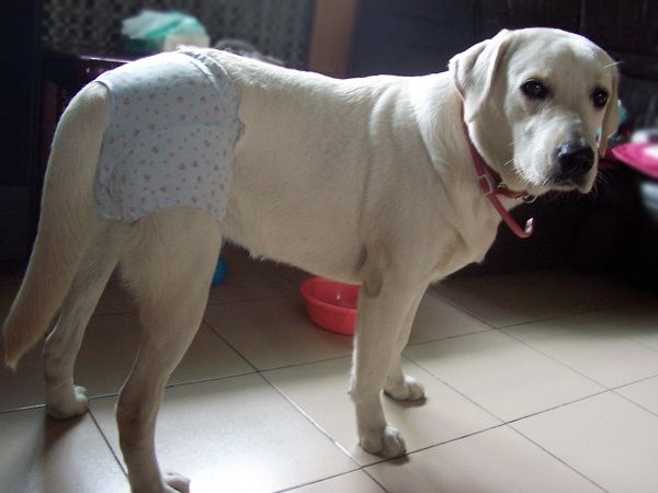 辟谣!狗狗也有生理期?与人类相反,狗狗发情期出血是为了怀孕