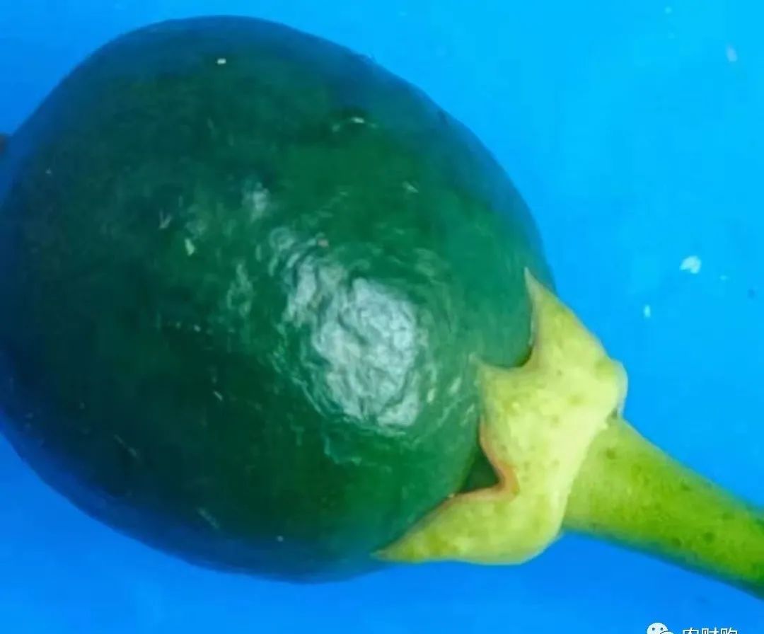 疮痂病，现已发现发病！常规、高阶、以及顶级版用药推荐