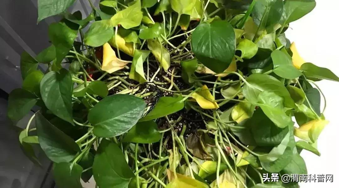 妞嶇墿鍡栧棖闀跨垎鐩嗕笉榛勫彾,鍏绘鐗╀竴涓槦鏈熶笉姝荤殑绉樻柟