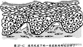 为啥会过敏什么原因导致的,酒精过敏怎样改善过敏体质