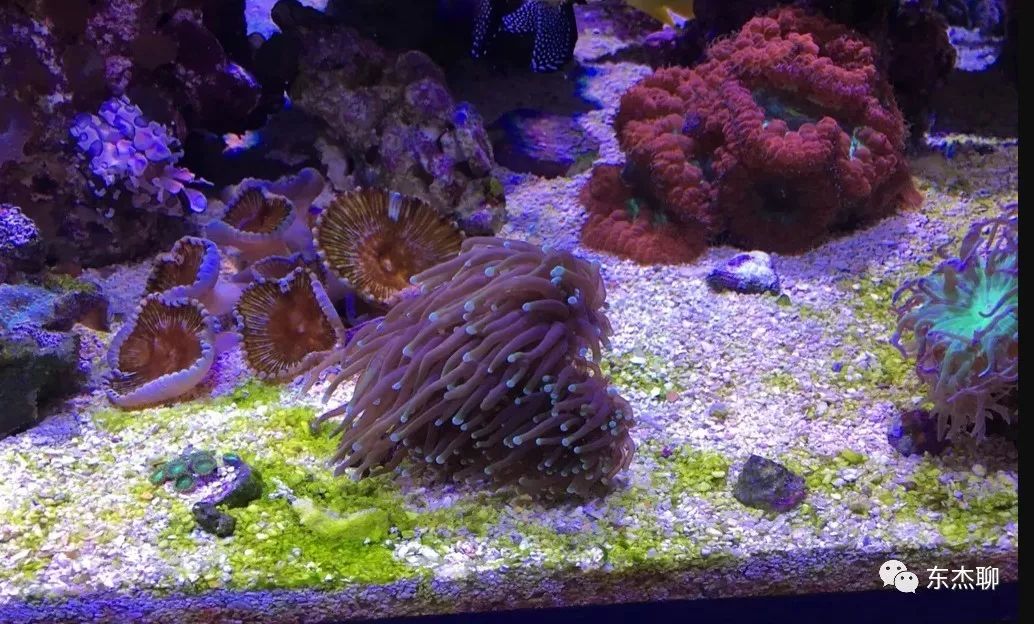 海缸缸底绿藻怎么处理,海缸藻类饲养