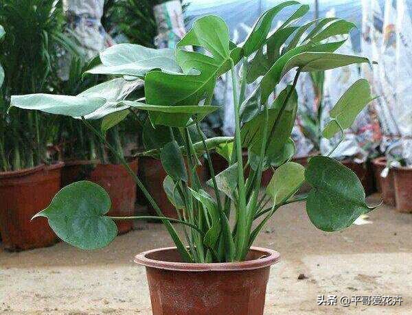 龟背竹叶片发黑是什么原因,龟背竹叶片发黄解决方法