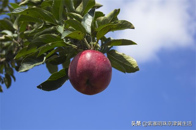 魂牵梦绕的绿色净土，真的美翻了，东戴河德福缘农家院