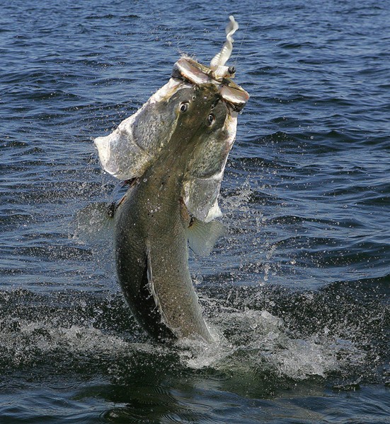 非洲巨型尼罗河鲈鱼泛滥成灾，中国吃货们表示要将其吃成回忆