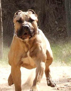 加纳利犬打架,加纳利犬伤人最多的犬