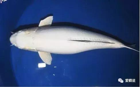 閴磋祻閿﹂菠,閴磋祻閿﹂菠鏁欏