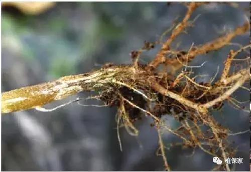 桃树根腐病的治疗方法,治疗根腐病用这四种方法就足够了