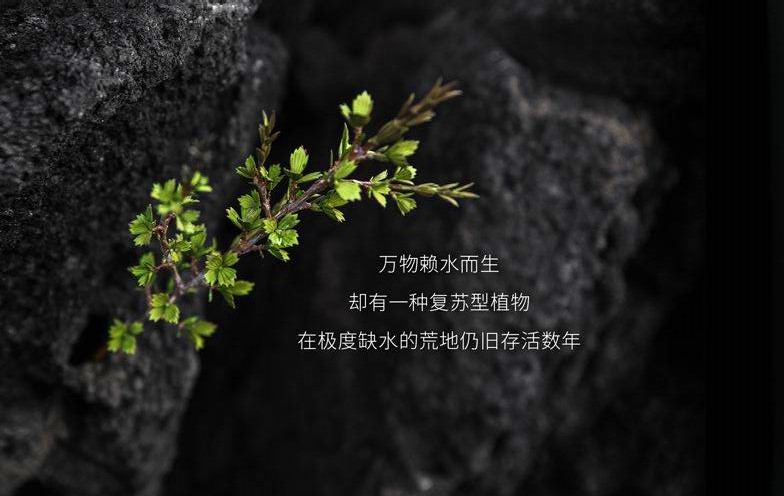 娇兰哪款面霜比较好,娇兰面霜第四代和第五代的区别