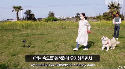 二哈减肥,为什么二哈会变瘦