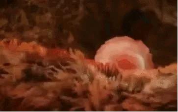 18张动图揭秘，你不是游得最快的那一个精子