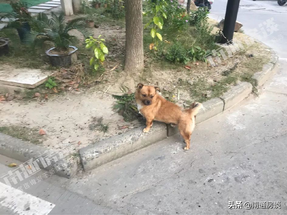 学士府与紫东花苑哪个好,学士府安置房价格