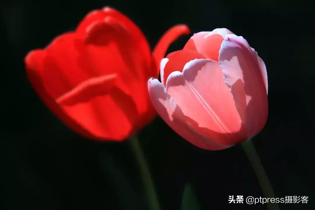 摄影中的手动对焦终极指南,零基础小白必学摄影对焦