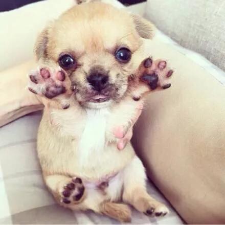 一只狗怎么对付铲屎官,狗子不听话凶主人