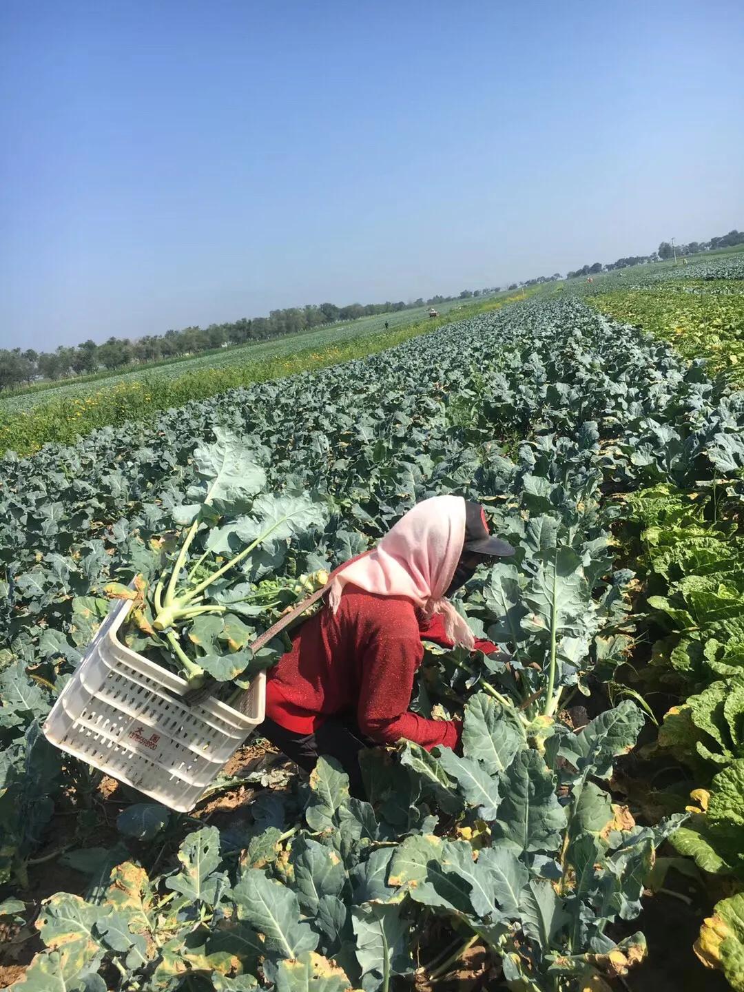 张北天路乌兰布统攻略,天津张北草原天路自驾游攻略