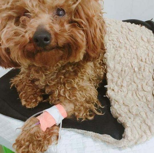 泰迪洗澡受凉吐黄水,泰迪吐黄水怎么回事怎么办