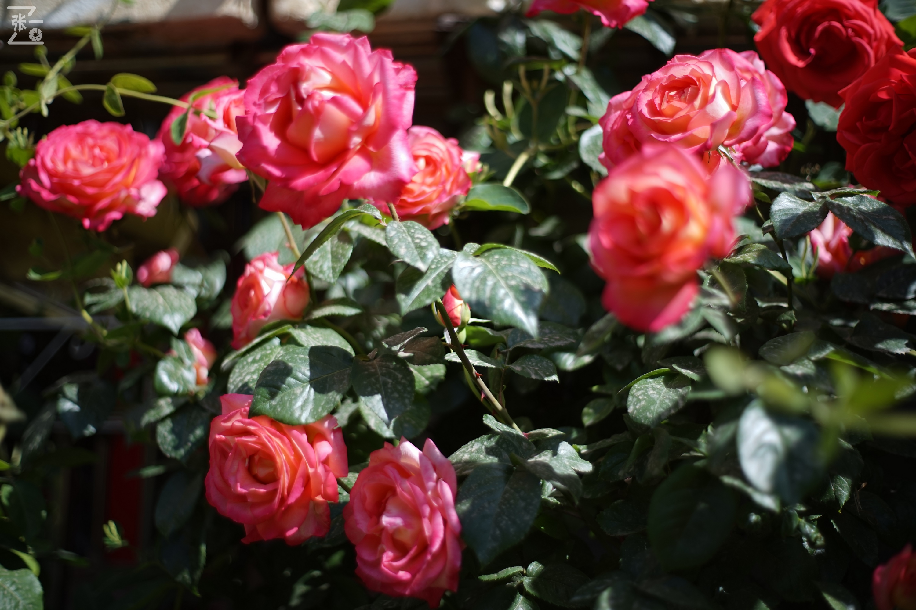 凤凰国产50mm镜头,凤凰索尼e口镜头