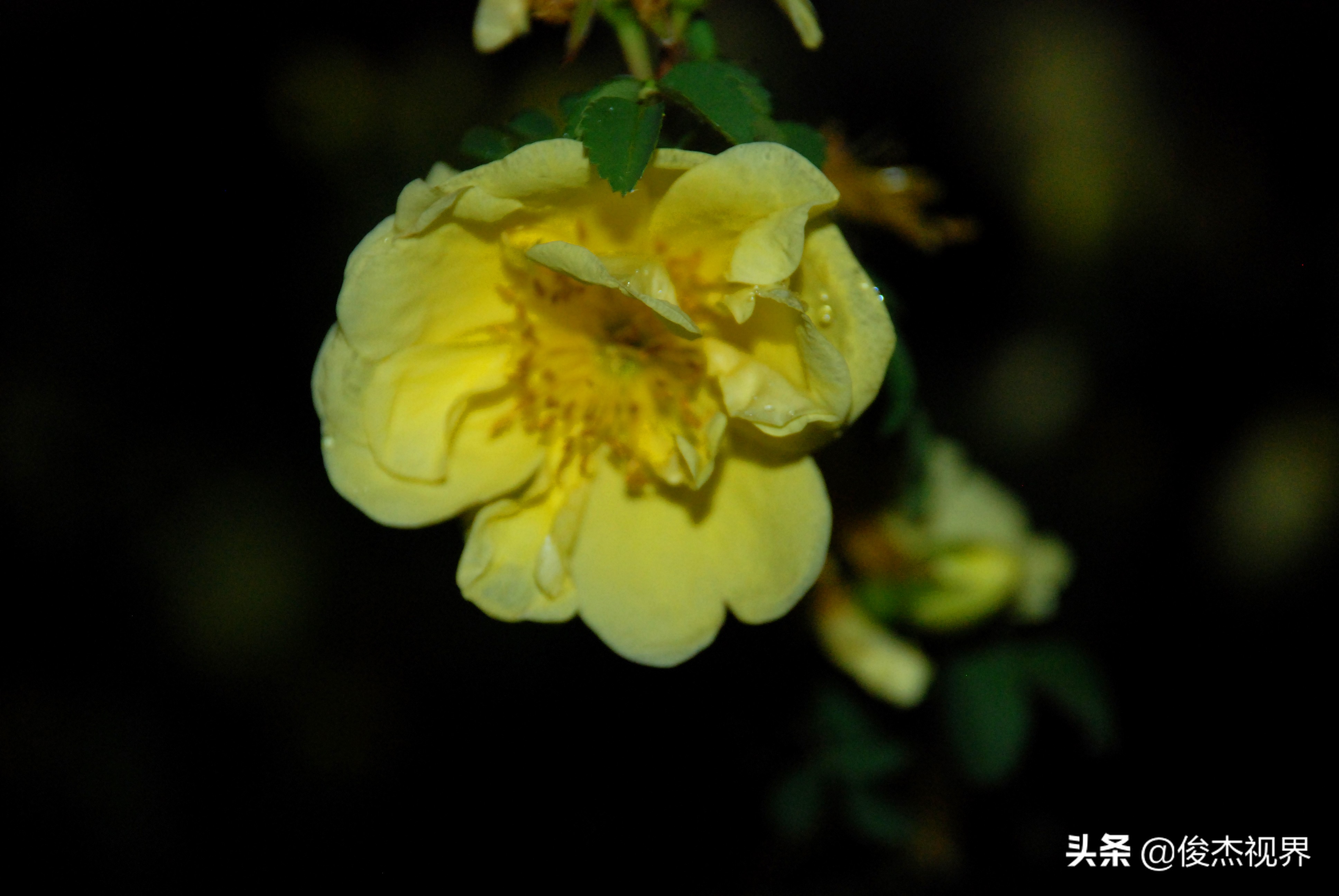 夜游遇见黄玫瑰（原创）