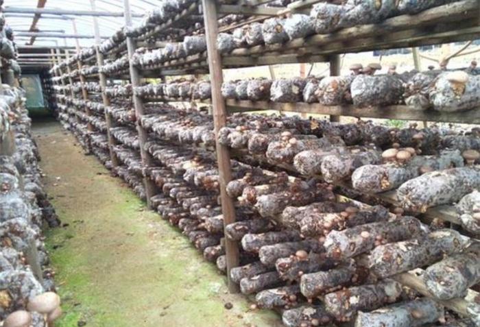 做农业种植怎么才能赚钱,农作物怎么种植赚钱