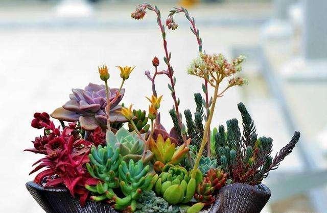 多肉开花怎么修剪,多肉开花剪花还是连花箭一起剪