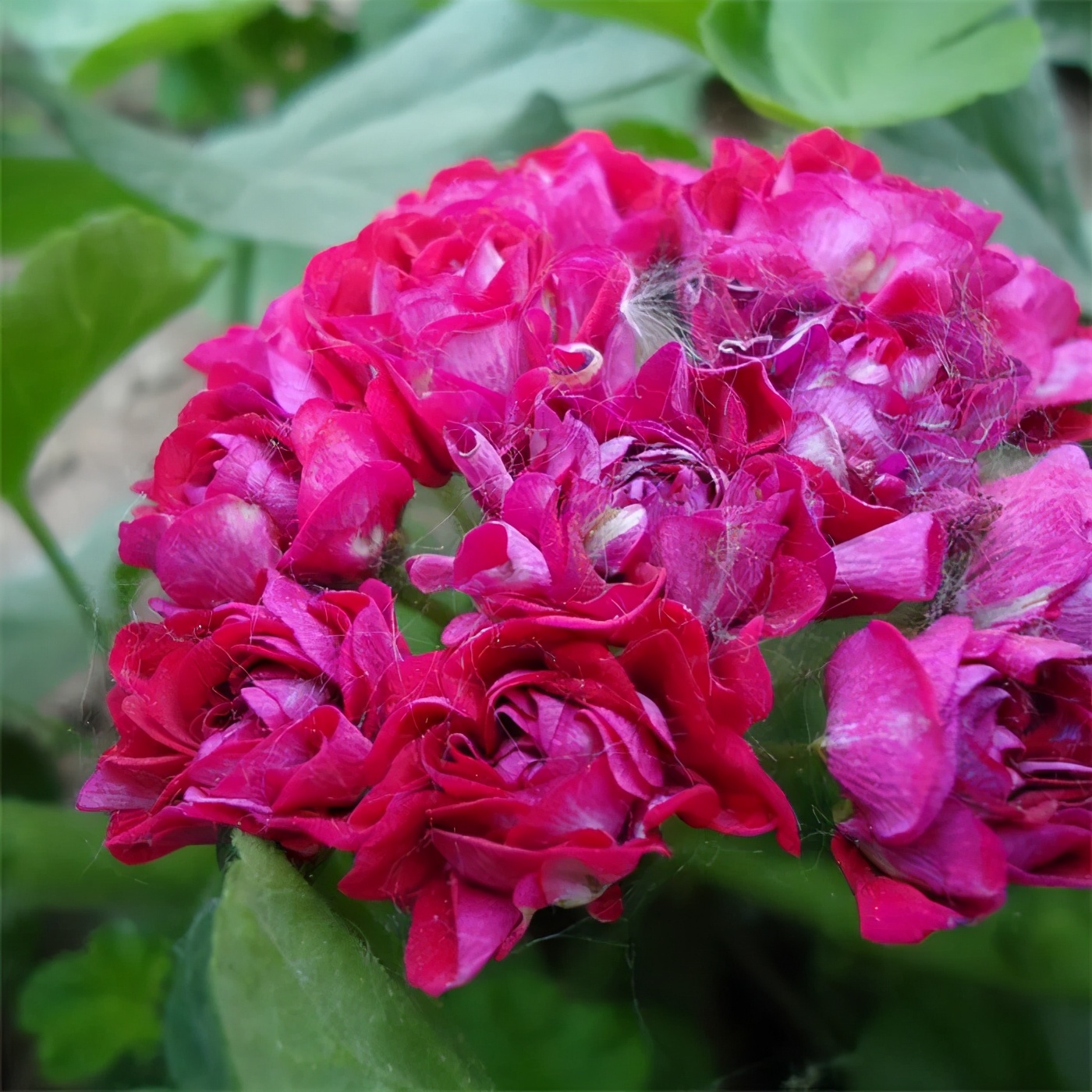 这种花别乱浇水水越多越不开花,这种花不怕冷好养易活