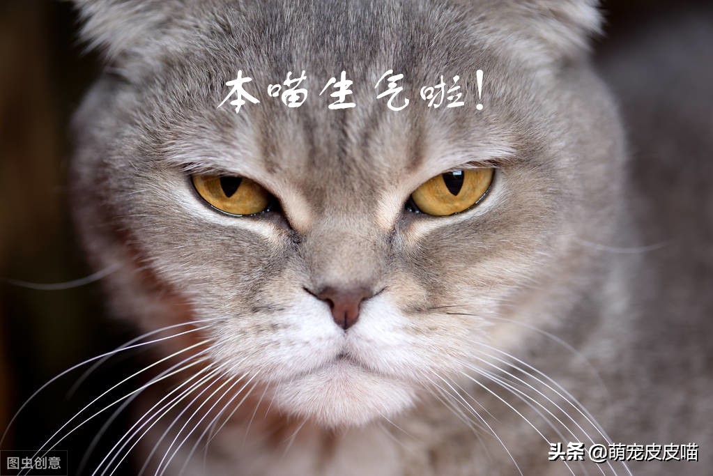 猫咪对着主人放屁是为什么,猫咪放屁特别臭是怎么回事