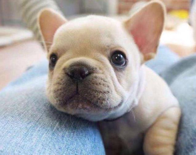 法斗呕吐白色泡沫粘液食欲正常,法斗发情的时候会影响食欲吗