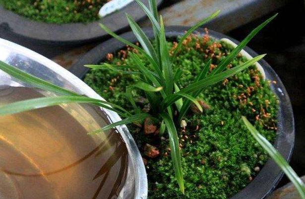 施肥过多了怎么补救,施肥过多的补救措施是