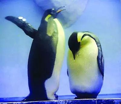 南京海底世界小朋友要票吗,南京海底世界99元一大一小套票