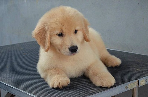 狗脖子破了一个大洞怎么办,狗脖子磨破皮怎么办