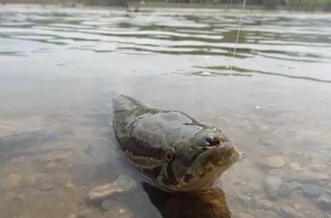 黑鱼各种钓法,黑鱼钓法技巧全攻略