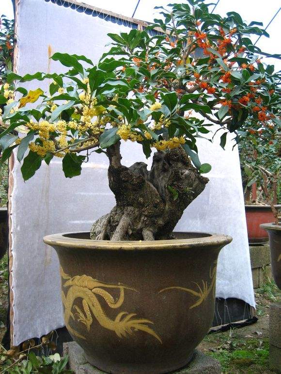 卧室可以养这五种盆栽,大盆栽植物室内旺宅